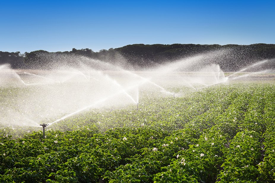 irrigation-in-field-of-growing-potatoes