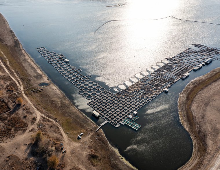 sturgeon-fish-farm-alternating block image